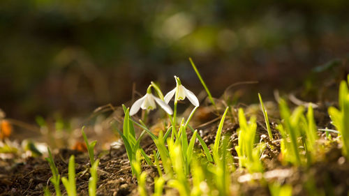 Close-up of white flowering plants on field