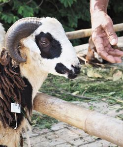 Close-up of  sheep 