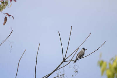 Low angle view of bird perching on tree against clear sky