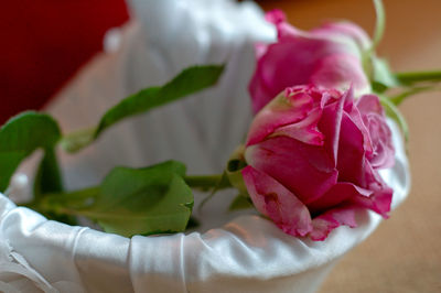 Close-up of pink rose