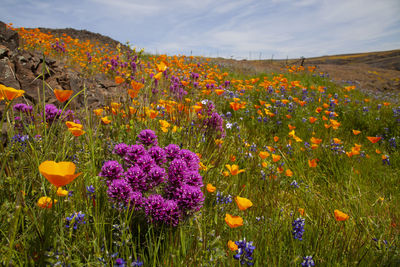 Spring flowers blossoming in north table mountain, california, usa