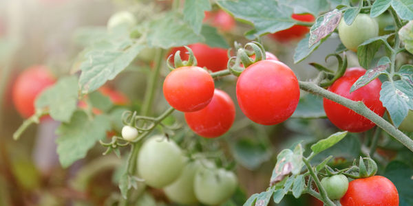 Close-up of red berries growing on plant