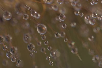 Close-up of water drops on leaf