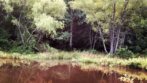 Scenic view of lake in forest