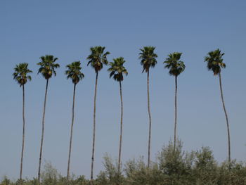 Low angle view of palm trees against clear sky