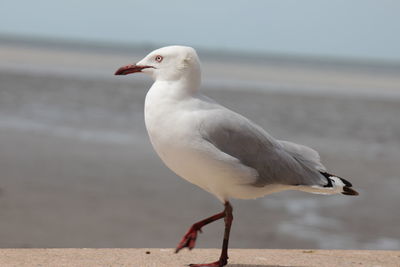 Seagull perching on retaining wall