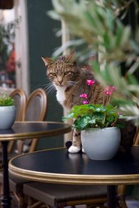 Portrait of cat sitting on table