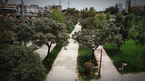 High angle view of plants by street in city