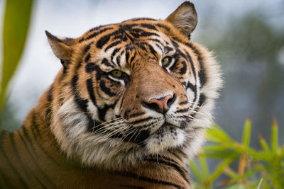 Portrait of tiger