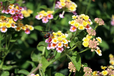 Close-up of honey bee on flowers