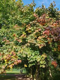 View of flowering plants and trees in park