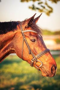 Close-up of a horse on field
