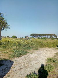 Scenic view of field against clear sky