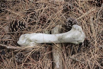 High angle view of animal skull on field