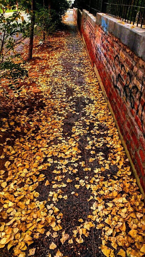 autumn, change, tree, leaf, the way forward, season, fallen, leaves, dry, nature, tranquility, diminishing perspective, transportation, abundance, day, falling, footpath, forest, railroad track, outdoors