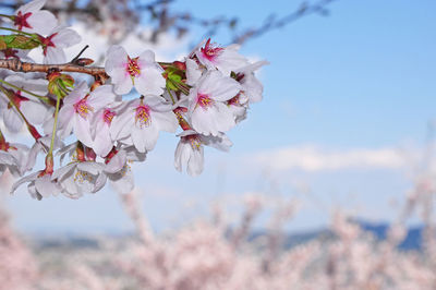 Close-up of pink cherry blossoms against sky