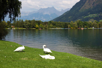 Swans on grassy lakeshore