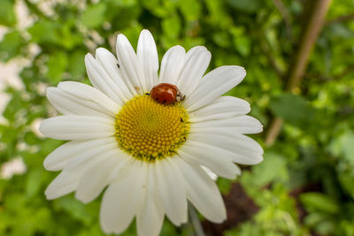 Close-up of insect on flower