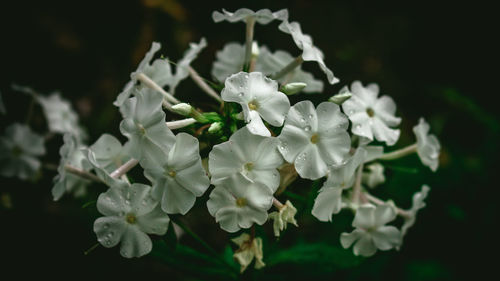 Close-up of white flowers blooming outdoors