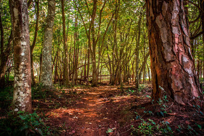 Trees in forest