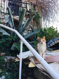 Portrait of cat sitting on plant