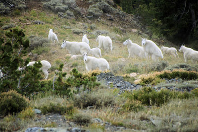 Flock of sheep grazing on field