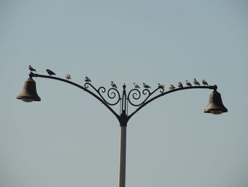 Low angle view of pigeons perching on street light against clear blue sky