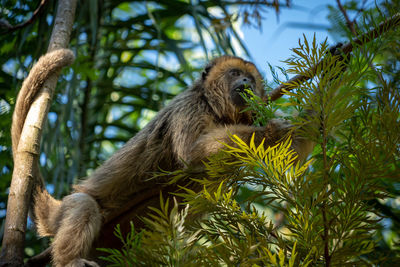 Low angle view of monkey on tree