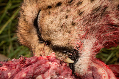 Close-up of cheetah gnawing on bloody carcase