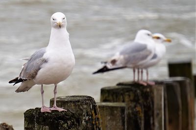 Seagulls perching on wooden post