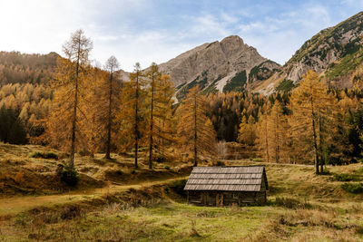 Wooden hut surrounded by golden larch trees in mountains