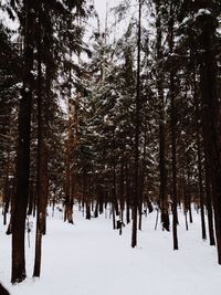 Trees in forest during winter