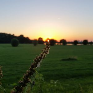 Close-up of fresh green grass in field against sky