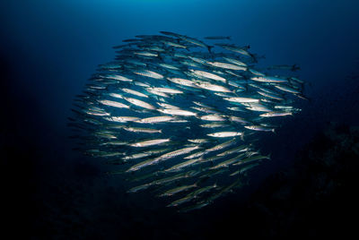 Close-up of fish swimming in sea