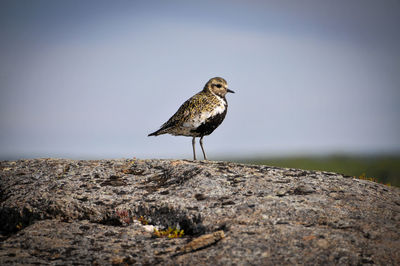 Bird perching on rock