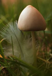 Close-up of mushroom growing outdoors