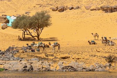 View of camels on land