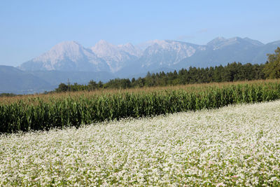 Scenic view of field against clear sky