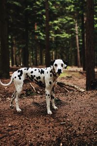 Dog with dogs on tree