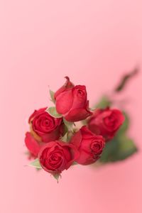 Close-up of red rose against pink background