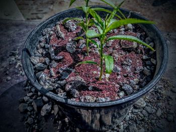 High angle view of potted plant