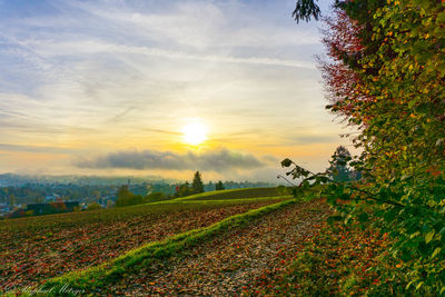 Scenic view of field against sky during sunset