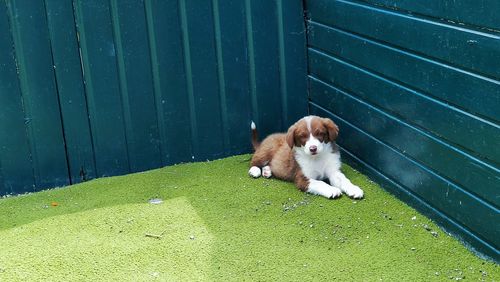Portrait of dog sitting on fence