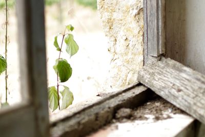 Close-up of plant growing outdoors