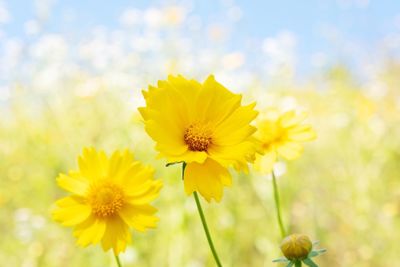 Close-up of yellow flowering plant on field