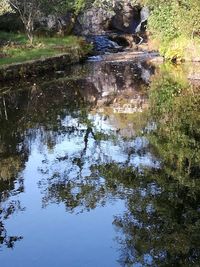 Reflection of trees in lake