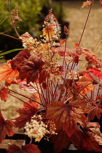 Close-up of orange flowers on tree during autumn