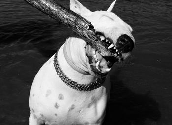 Close-up of dog by water