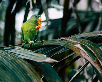 Orange-chinned parakeet eating the fruits of an oil palm