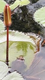 Close-up of lotus water